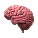 neuroplasticita mozku